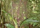 <i>Oeceoclades maculata</i> (Lindl.) Lindl.  [Orchidaceae]