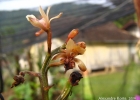 <i>Oeceoclades maculata</i> (Lindl.) Lindl.  [Orchidaceae]