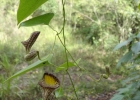 <i>Aristolochia triangularis</i> Cham. [Aristolochiaceae]