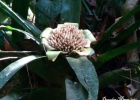 <i>Edmundoa lindenii</i> (Regel) Leme [Bromeliaceae]