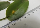 <i>Acianthera luteola</i> (Lindl.) Pridgeon & M.W.Chase [Orchidaceae]
