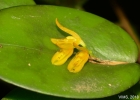 <i>Acianthera luteola</i> (Lindl.) Pridgeon & M.W.Chase [Orchidaceae]