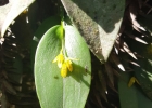 <i>Acianthera luteola</i> (Lindl.) Pridgeon & M.W.Chase [Orchidaceae]
