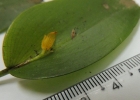 <i>Acianthera luteola</i> (Lindl.) Pridgeon & M.W.Chase [Orchidaceae]