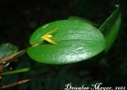 <i>Acianthera luteola</i> (Lindl.) Pridgeon & M.W.Chase [Orchidaceae]