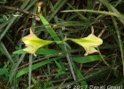 <i>Hippeastrum glaucescens</i> Mart.  [Amaryllidaceae]