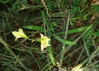 <i>Hippeastrum glaucescens</i> Mart.  [Amaryllidaceae]
