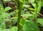 <i>Liparis nervosa</i> (Thunb.) Lindl.  [Orchidaceae]
