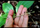 <i>Liparis nervosa</i> (Thunb.) Lindl.  [Orchidaceae]