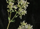 <i>Mikania fulva</i> (Hook. & Arn.) Baker [Asteraceae]