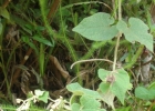 <i>Mikania hirsutissima</i> DC. [Asteraceae]