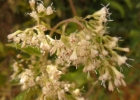 <i>Mikania hirsutissima</i> DC. [Asteraceae]