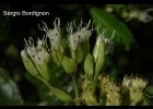 <i>Mikania involucrata</i> Hook. & Arn. [Asteraceae]