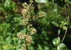 <i>Mikania laevigata</i> Sch. Bip. ex Baker [Asteraceae]