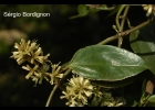 <i>Mikania laevigata</i> Sch. Bip. ex Baker [Asteraceae]