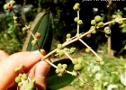 <i>Miconia cinerascens</i> Miq. [Melastomataceae]