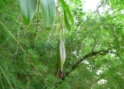 <i>Epidendrum paniculatum</i> R. et P. [Orchidaceae]