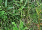 <i>Mikania thapsoides</i> DC. [Asteraceae]