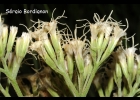 <i>Mikania thapsoides</i> DC. [Asteraceae]