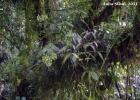 <i>Epidendrum paniculatum</i> R. et P. [Orchidaceae]