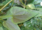 <i>Mikania vitifolia</i> DC. [Asteraceae]