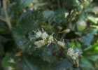 <i>Mikania vitifolia</i> DC. [Asteraceae]
