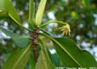 <i>Rhizophora mangle</i> L. [Rhizophoraceae]
