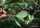 <i>Rhizophora mangle</i> L. [Rhizophoraceae]