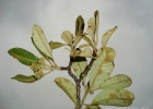 <i>Aspidosperma tomentosum</i> Mart. [Apocynaceae]