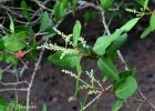 <i>Laguncularia racemosa</i> (L.) C.F. Gaertn. [Combretaceae]