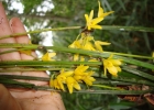 <i>Octomeria juncifolia</i>  Barb. Rodr.  [Orchidaceae]
