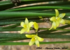 <i>Octomeria juncifolia</i>  Barb. Rodr.  [Orchidaceae]