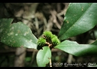 <i>Esenbeckia grandiflora</i> Mart. [Rutaceae]