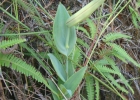 <i>Cleistes libonii</i> (Rchb.f.) Schltr. [Orchidaceae]