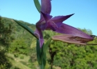 <i>Cleistes libonii</i> (Rchb.f.) Schltr. [Orchidaceae]