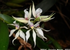 <i>Prosthechea bulbosa</i> (Vell.) W.E.Higgins [Orchidaceae]