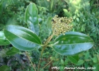 <i>Miconia cinnamomifolia</i> (DC.) Naudin  [Melastomataceae]