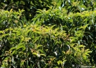 <i>Miconia cinnamomifolia</i> (DC.) Naudin  [Melastomataceae]