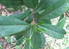 <i>Esenbeckia grandiflora</i> Mart. [Rutaceae]