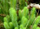 <i>Huperzia reflexa</i> (Lam.) Trevis.  [Lycopodiaceae]