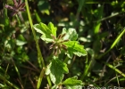 <i>Glandularia humifusa</i> (Cham.) Botta [Verbenaceae]
