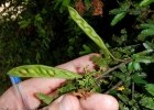 <i>Calliandra brevipes</i> Benth. [Fabaceae]