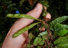 <i>Calliandra brevipes</i> Benth. [Fabaceae]