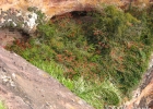 <i>Calliandra tweedii</i> Benth. [Fabaceae]