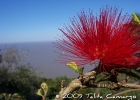 <i>Calliandra tweedii</i> Benth. [Fabaceae]