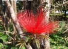 <i>Calliandra tweedii</i> Benth. [Fabaceae]