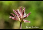 <i>Glandularia phlogiflora</i> (Cham.) Schnack& Covas [Verbenaceae]