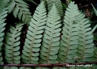 <i>Cyathea phalerata</i> Mart. [Cyatheaceae]