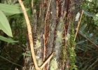 <i>Cyathea phalerata</i> Mart. [Cyatheaceae]