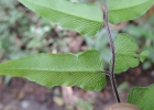 <i>Hemionitis tomentosa</i> (Lam.) Raddi [Pteridaceae]